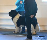 Превью фото № 222764