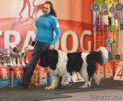 Превью фото № 222765