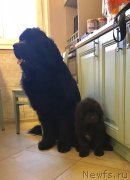 Превью фото № 222769