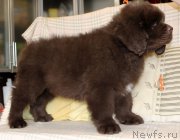 Превью фото № 222772