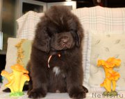 Превью фото № 222774