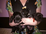 Превью фото № 222777