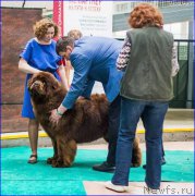 Превью фото № 222786