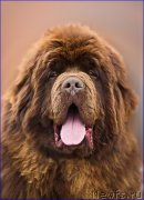 Превью фото № 222793