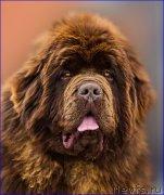 Превью фото № 222794