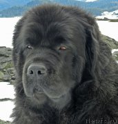 Превью фото № 222817