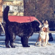 Превью фото № 222820