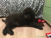 Превью фото № 222825