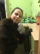 Превью фото № 222826