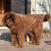 Превью фото № 222827