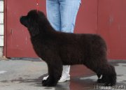 Превью фото № 222829