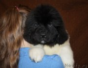 Превью фото № 222860