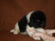 Превью фото № 222861