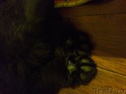 Превью фото № 222869