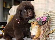 Превью фото № 222922