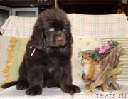 Превью фото № 222924