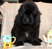 Превью фото № 222942