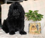 Превью фото № 222948