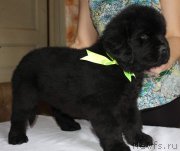 Превью фото № 222984