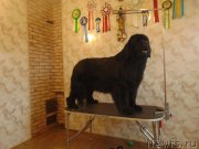 Превью фото № 222988