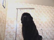 Превью фото № 222989