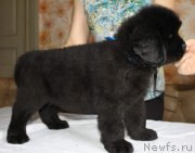 Превью фото № 223007