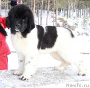 Превью фото № 223022