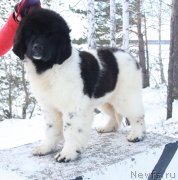 Превью фото № 223023