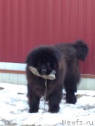 Превью фото № 223045