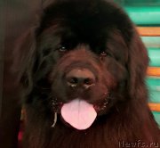 Превью фото № 223070