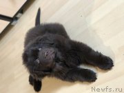 Превью фото № 223097