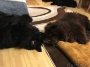 Превью фото № 223110