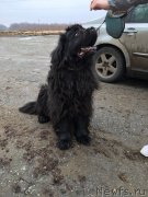 Превью фото № 223129