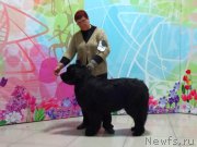 Превью фото № 223133