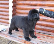 Превью фото № 223222