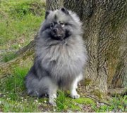 Превью фото № 223254