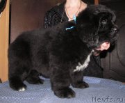 Превью фото № 223269