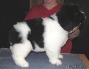 Превью фото № 223271