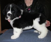 Превью фото № 223272