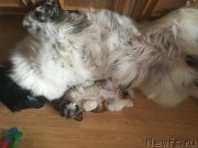 Превью фото № 223285