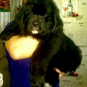 Превью фото № 223333