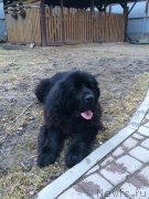 Превью фото № 223338