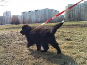 Превью фото № 223341