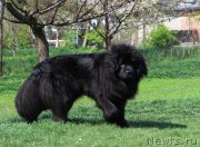 Превью фото № 223365