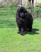 Превью фото № 223366