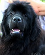 Превью фото № 223371