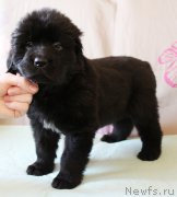 Превью фото № 223397