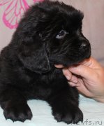 Превью фото № 223398