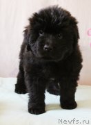 Превью фото № 223402