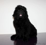 Превью фото № 223415